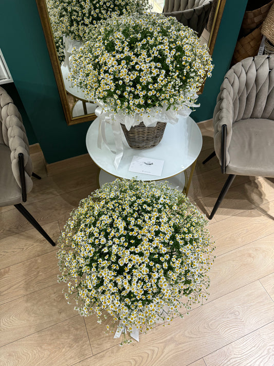 Basket of Chamomiles